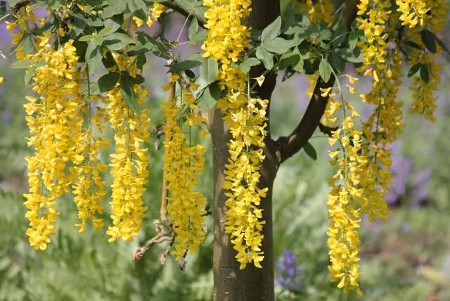 Direct Plants Set of 3 Laburnum Vossii Golden Rain Ornamental Trees, 6-7ft, Yellow and Multicolour – 1