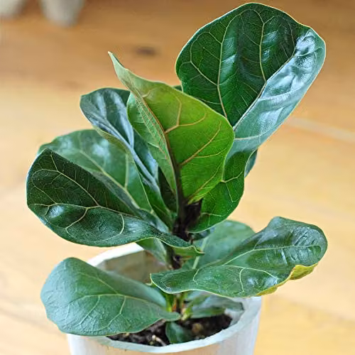 Thompson and Morgan Ficus Lyrata Compacta Fiddle-Leaf Fig Indoor House Plants, Set of 3 Green Potted Plants, 9cm Pot – 2