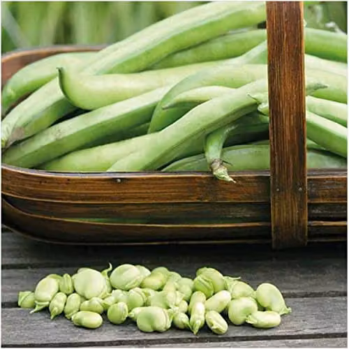 Thompson and Morgan Broad Bean Masterpiece Green Longpod Vegetable Seeds, 30 Seeds per Packet