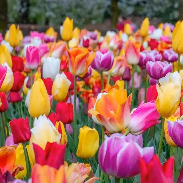 Marshalls Multicolour Tulip Mixed Border Bulb Collection for Autumn Planting
