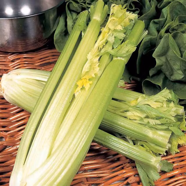 Unwins Golden Self Blanching Celery Seeds, Green