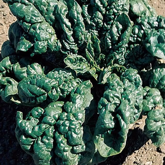 Marshalls Organic Spinach Seeds America, Dark Green, 500 g