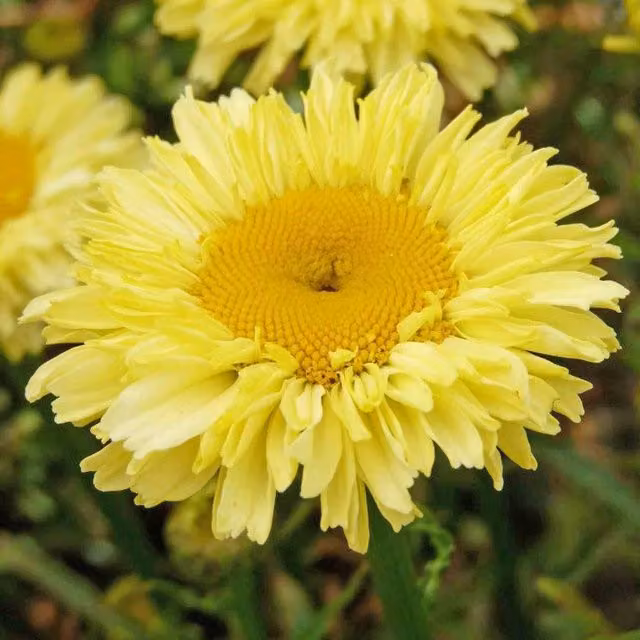 Marshalls Garden Leucanthemum x superbum Real Goldcup White and Yellow Perennial Outdoor Plant