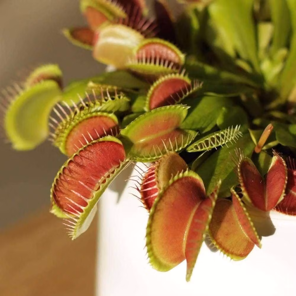 Primrose Plant Theory Dionaea muscipula Venus Flytrap in an 8.5cm Green Pot – 4