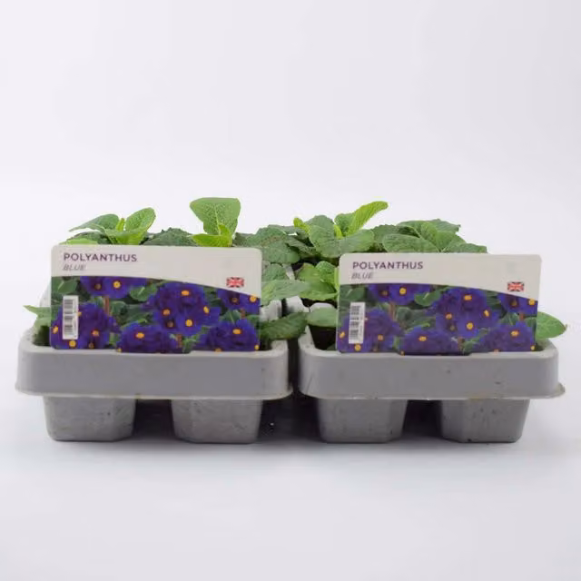 Plants by Post 12 Pack Cobalt Blue and Yellow Polyanthus Bedding Plants for Spring and Winter Gardening