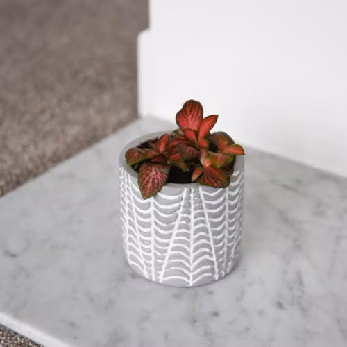 Thompson & Morgan Fittonia Red Tiger Indoor Houseplant with Red Veined Foliage, Height: 10 cm, Pot Size: 8.5 cm – 2
