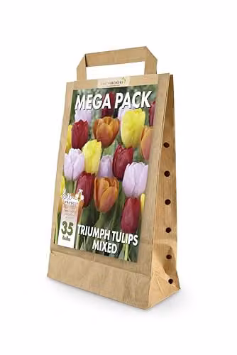 GreenBrokers Big Value Pack Multicolour Tulip Bulbs