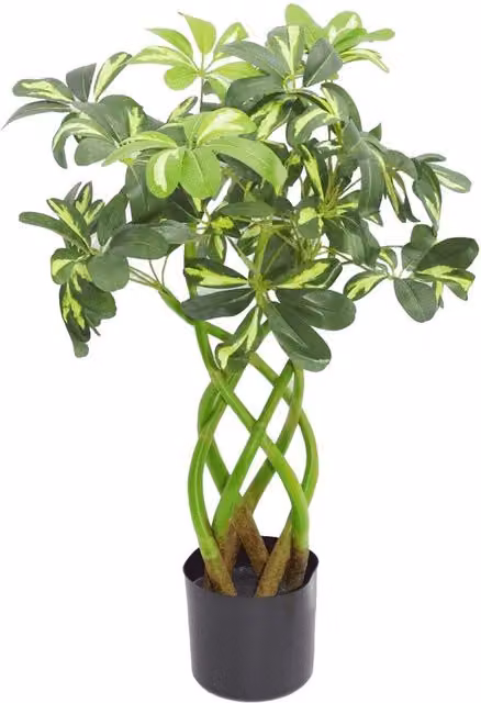 Botanik UK Green Artificial Twisted Stem Evergreen Shrub Bonsai Twist Tabletop Potted Plant