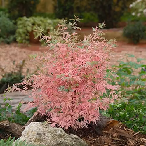 Thompson and Morgan Acer Japanese Jewel palmatum Taylor Deciduous Ornamental Tree, 2 x 3 Litre Potted Plants – 2