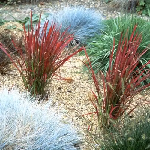 Thompson & Morgan Imperata cylindrica Rubra Red Baron Japanese Blood Grass, 2 x 14cm Potted Perennial Plants – 2