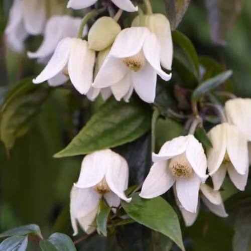 Thompson & Morgan Clematis Winter Beauty Evergreen Hardy Climbing Shrub with White Flowers, 2 x 7cm Pots and 2 x Tower Pots