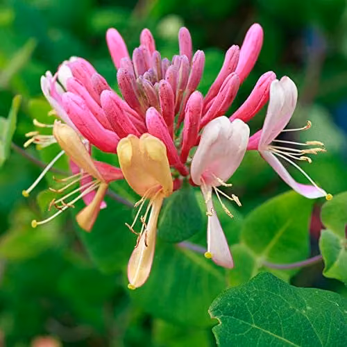 Thompson & Morgan Hardy Perennial Climber Honeysuckle Serotina Flowering Climbing Shrub, Pink, White and Red, 3 Litre Pot