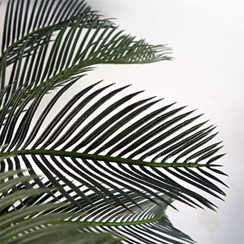 Leaf Artificial Tropical Cycas Palm Tree in Green and Black, Height: 70 cm – 4