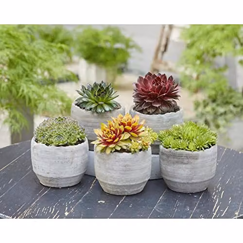 Thompson & Morgan Mixed Indoor Sempervivum Succulent Plants in Green Plastic Pots – 2