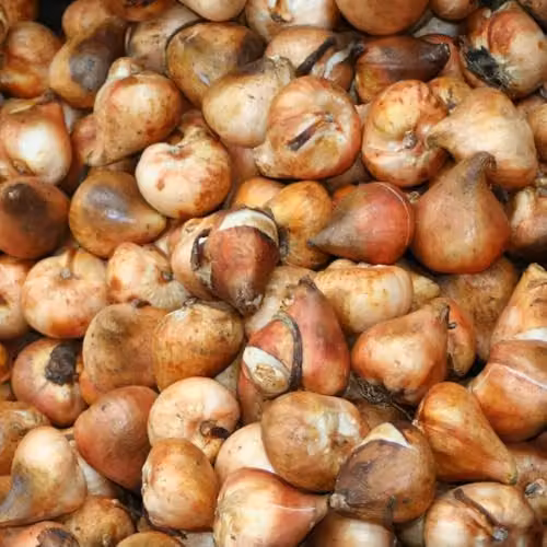 Thompson & Morgan Black Satin Tulip Bulbs, 16 Bulbs – 2