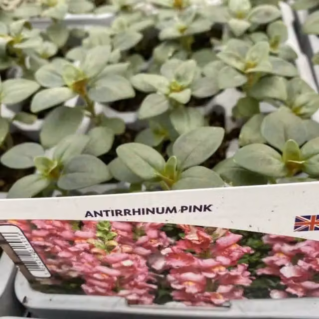 Plants By Post Soft Pink Antirrhinum Snapdragon Bedding Plants, 12 Pack