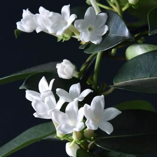 Thompson & Morgan Stephanotis floribunda on Hoop, 2x 12cm Potted Fragrant White Climbing Houseplants – 2