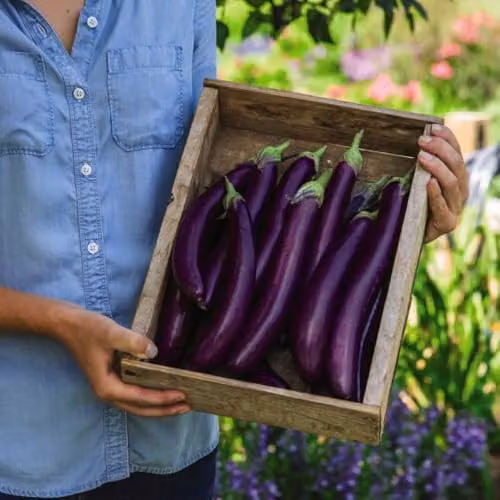 Thompson & Morgan Aubergine Violet Knight F1 Vegetable Seeds, Purple, 6 Seeds per Packet – 2
