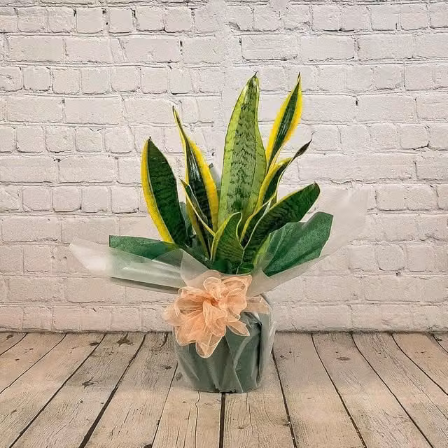 All Occasions Sanseveria Mother in Law's Tongue Green Indoor Houseplant
