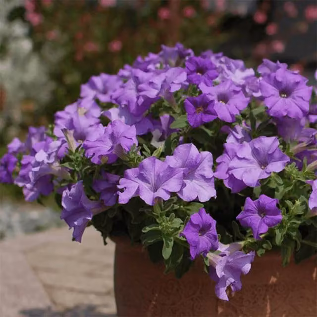 Plant Theory Set of 3 Surfinia Heavenly Blue Petunia Bedding Plants in 9cm Pots, Purple and Blue