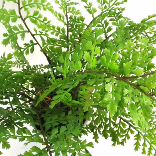 Leaf Artificial Potted Royal Fern in Green with White, Black or Green Pot, H 40 cm x W 40 cm x D 30 cm – 2