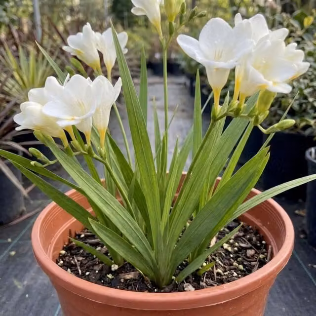Plants By Post White Freesia Perennial Fragrant Outdoor Plant (2L)
