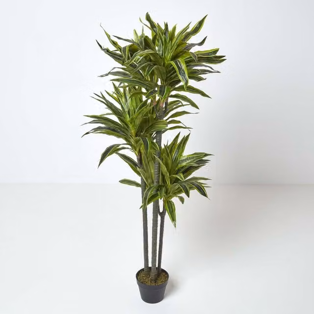 Homescapes Artificial Dracaena Reflexa Tree in Black Pot, Height: 150 cm, Green