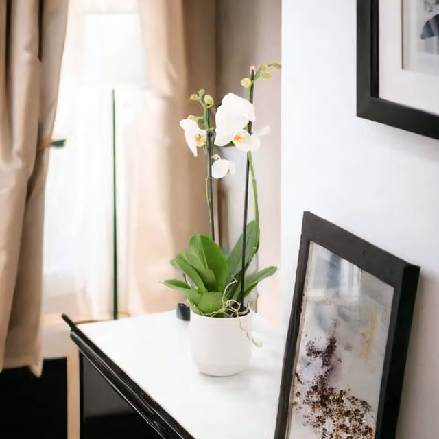 Plants by Post White Phalaenopsis Orchid in a 12cm Ceramic Pot
