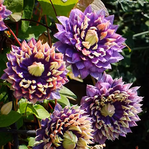 Thompson and Morgan Clematis Florida Taiga Hardy Climbing Shrub, Purple and Green, 3 x 11cm Pots – 5