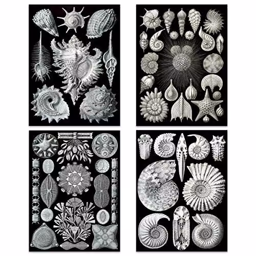 Artery8 Ernst Haeckel Kunstformen Der Natur Biology Art Print Poster Pack of 8, Black and White Nature Illustrations – 2