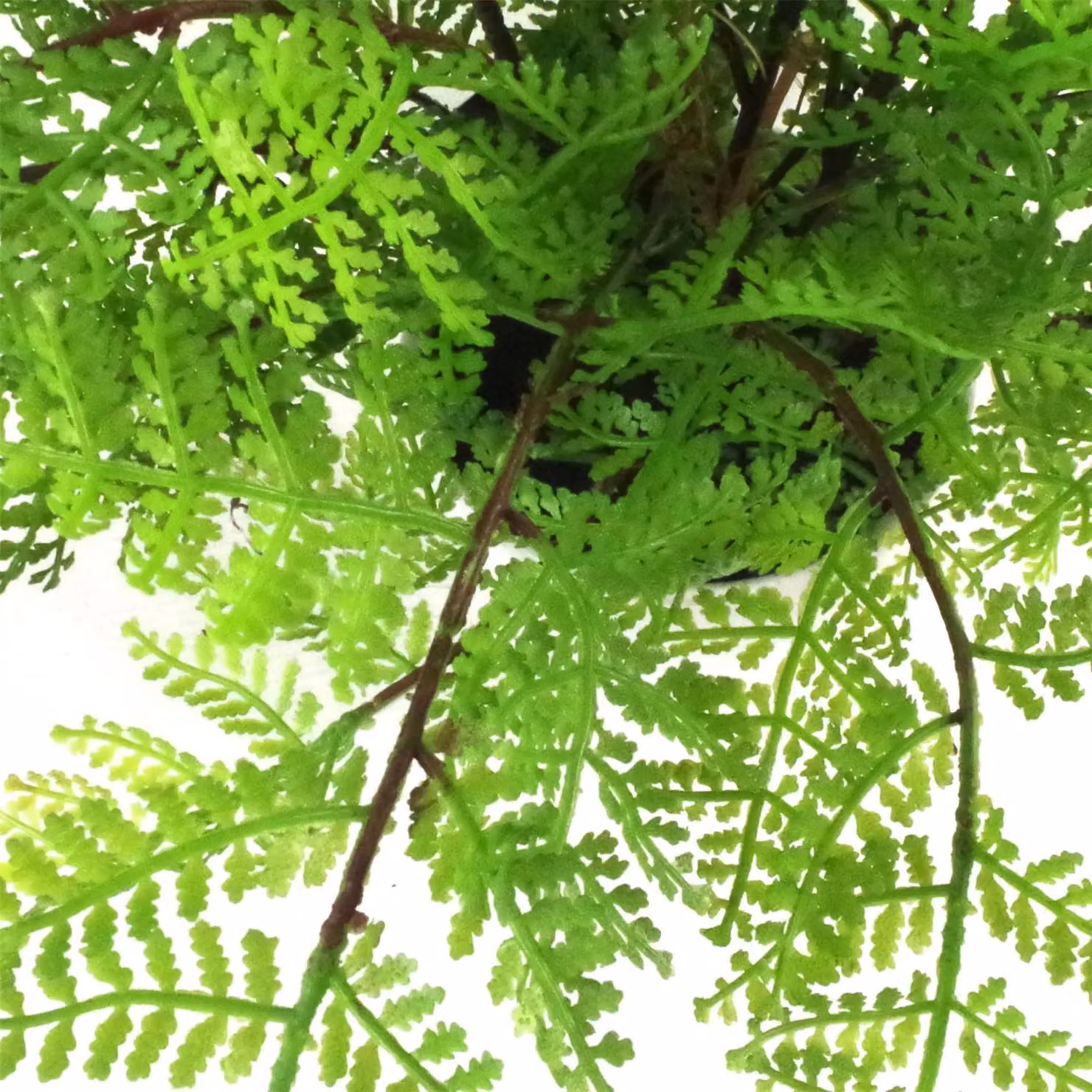 Botanik Premium Artificial Potted Lady Fern in Green, H 40 cm x W 30 cm x D 30 cm – 3