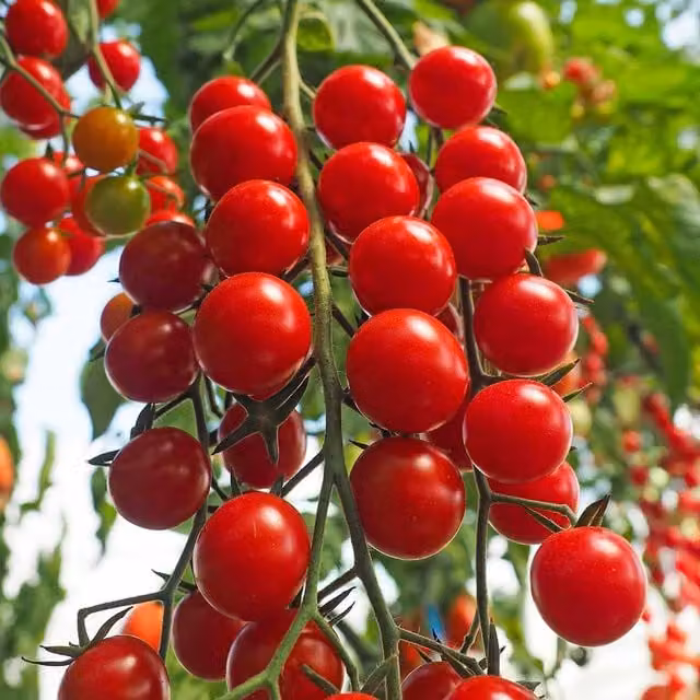 Marshalls Crokini High Yield Red Cherry Cordon Tomato Seeds, Pack of 8