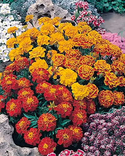 Johnson's Marigold French Bonita Mixed Flower Seeds, Multicolour – 3