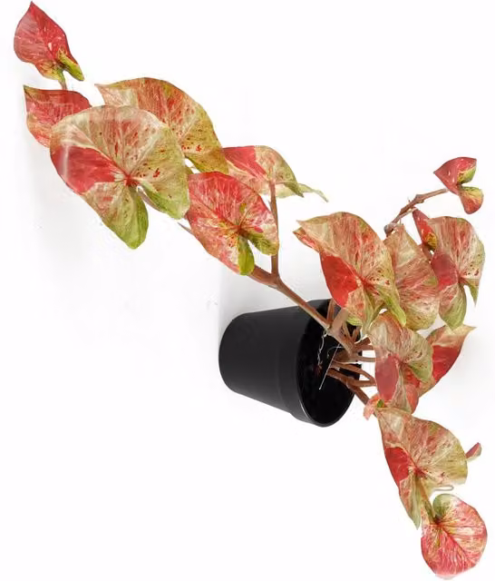 Realistic Pink Splash Caladium Artificial Trailing Hanging Plant in Green and Pink