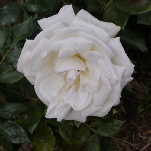 Thompson & Morgan Rose Silver Anniversary Hybrid Tea Bush with Fragrant White Blooms, 2 Bare Roots