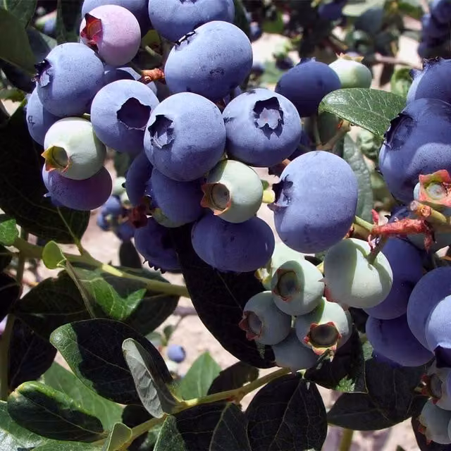 Direct Plants Vaccinium Corymbosum Duke Blueberry Bush, 3L Pot