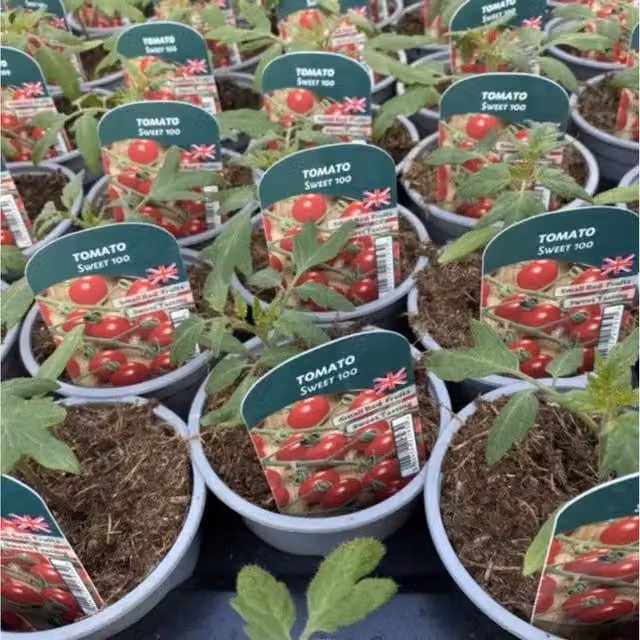 Plants By Post Sweet 100 Cherry Tomato Plants, 3 Red Garden Ready Plants in 9cm Pots