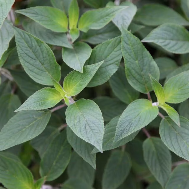 Salvia Elegans Pineapple Sage Herb Garden Bedding Plant in a 9cm Pot, Green