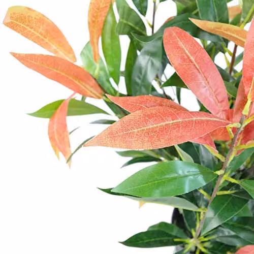 Leaf Artificial Potted Ficus Tree in Red, Green and Black, Height: 80 cm – 3