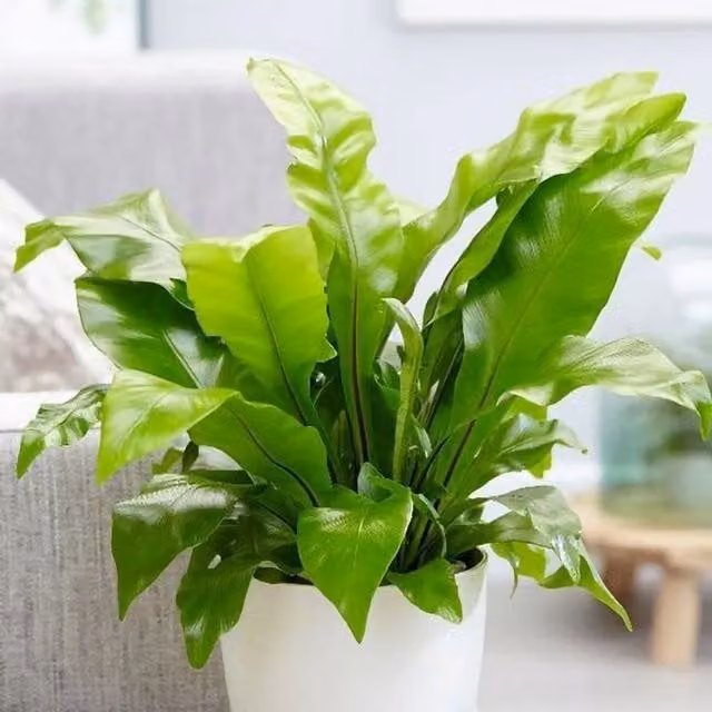 Primrose Asplenium Nidus Bird's Nest Fern Green Indoor Houseplant in a 12cm Pot