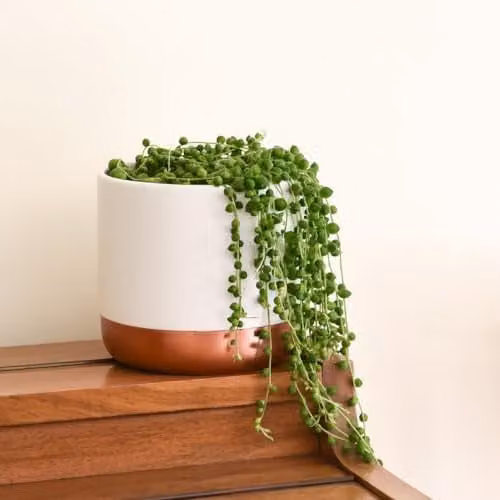 Thompson and Morgan Senecio Rowleyanus String of Pearls Succulent, 3 x 9cm Potted Green Indoor Plants – 1