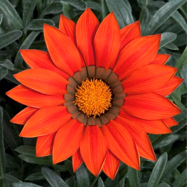 The Rose Press Garden Gazania Kiss Red Bedding Plant