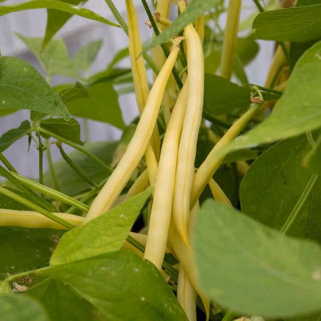 Marshalls Garden Summer Medley Mix French Bean Plug Plants, Green