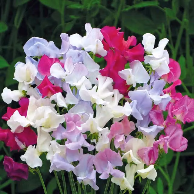 Unwins Confetti Sweet Pea Climbing Flower Seeds, Multicolour (Pink, Purple)