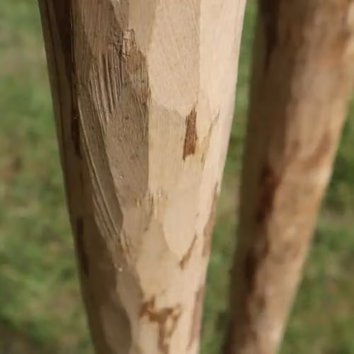 Woven Wood Round Rustic Chestnut Fence Posts for Hazel Hurdles, Brown, Height: 180 cm – 3
