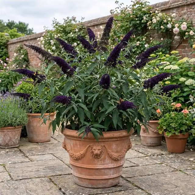 Plants by Post Buddleia Black Knight Butterfly Bush Ornamental Shrub in Purple