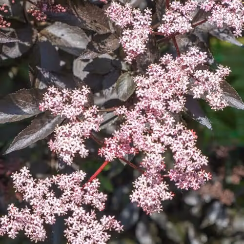 YouGarden Sambucus nigra Black Lace Ornamental Shrub in 2-3L Pot – 7
