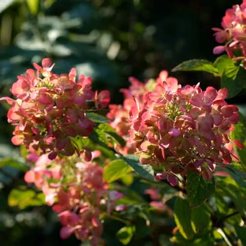 Thompson and Morgan Hydrangea paniculata Diamant Rouge Ornamental Shrub with Red-Pink Blooms, 12 Litre Pot