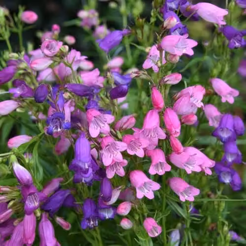 Thompson & Morgan Penstemon Miniature Bells Hardy Perennial Flower Seeds, Pink and Purple, 75 Seeds