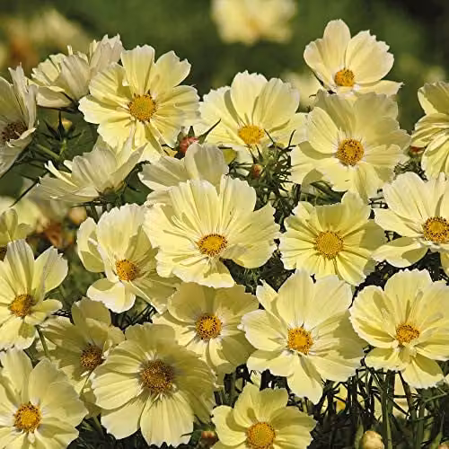 Thompson and Morgan Cosmos bipinnatus Xanthos Yellow Half-Hardy Annual Flower Seeds, 20 Seeds – 1